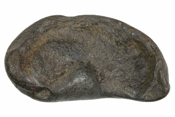 Large Fossil Whale Ear Bone - South Carolina #352642